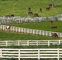 Barrière blanche For Livestock de ferme de vinyle de 3 rails des rails 4