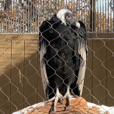 Filet de câble en acier inoxydable sur mesure pour cages à oiseaux 1,5 mm 1,6 mm