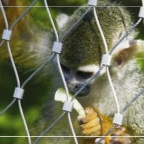 Filet de câble en acier inoxydable 316 pour enclos d'animaux de zoo