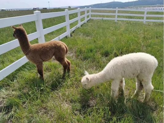 Matériau 100% vierge Durable 2 rails 3 rails PVC clôture de cheval