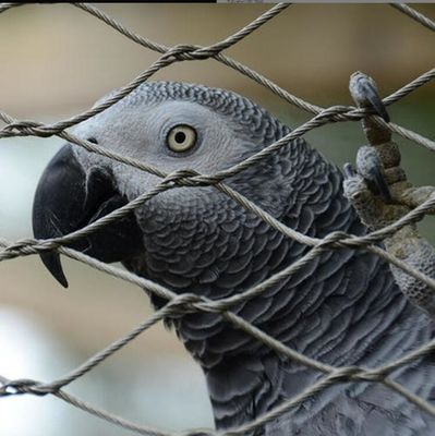 Filet de câble en acier inoxydable résistant aux UV, avec une longue durée de vie et des propriétés non toxiques, pour clôture de zoo et volière à oiseaux