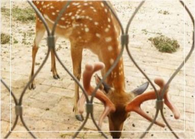 Filet en câble d'acier inoxydable de 3 mm, tissage 7x7, pour clôtures de zoo et d'aéroport