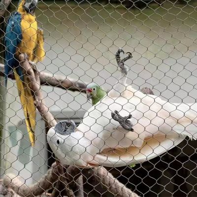 Maillage de corde en acier inoxydable avec forme de trou en diamant résistant aux UV et garantie de 10 ans pour la clôture du zoo et l' aviary