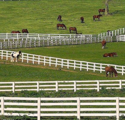 Fil soudé anti par montée Mesh Fence No Rot 4 rails courrier et PVC blanc de rail pour la ferme de cheval