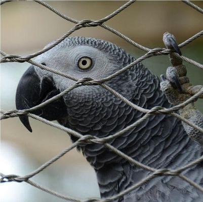 Maillage de câble en acier inoxydable noué à haute résistance pour les enclos de zoo