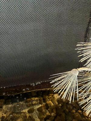 Draperie décorative de bobine d'acier inoxydable pour la maille de mur de cascade